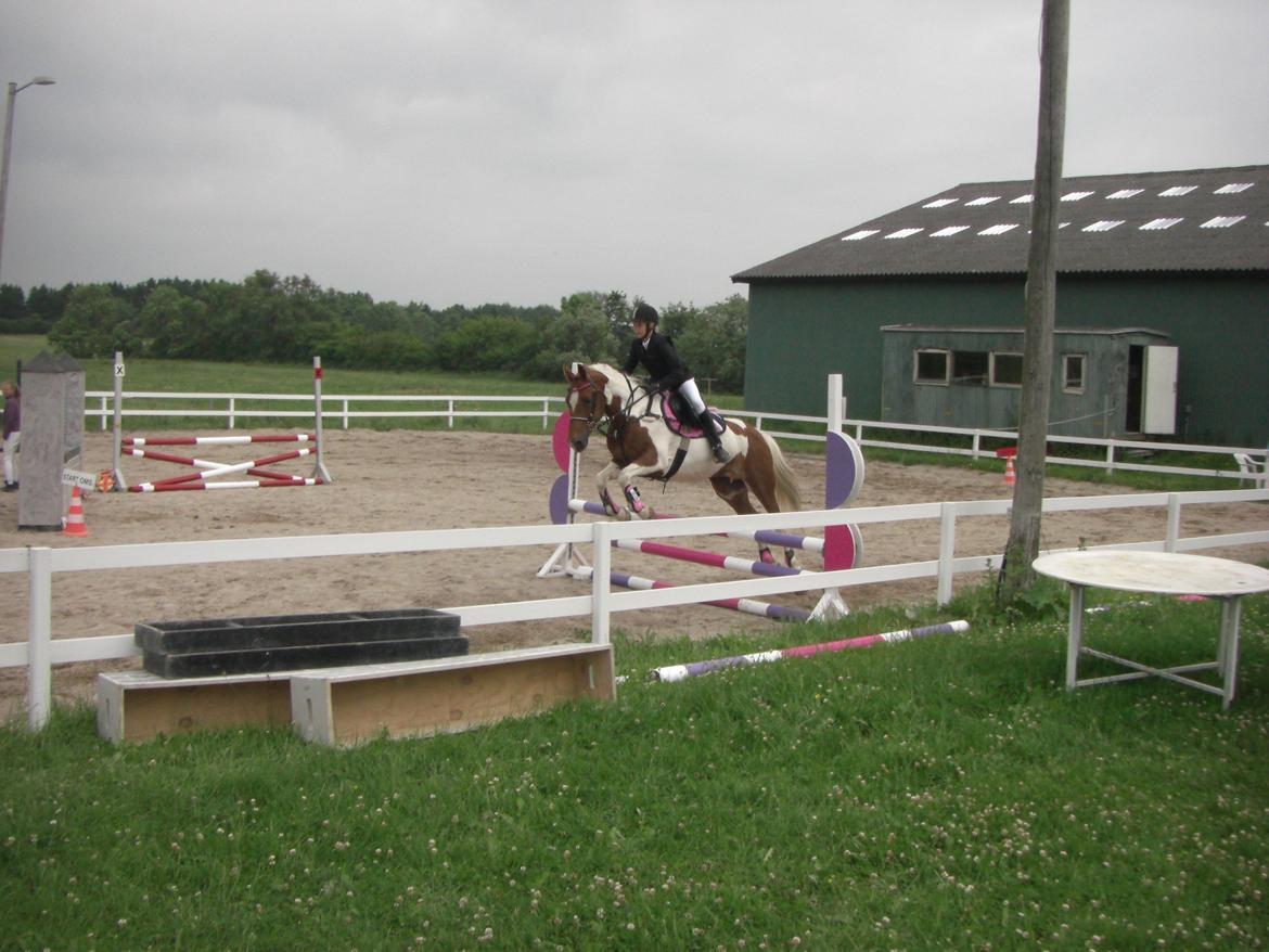 Hollandsk Sportspony Nelly billede 2