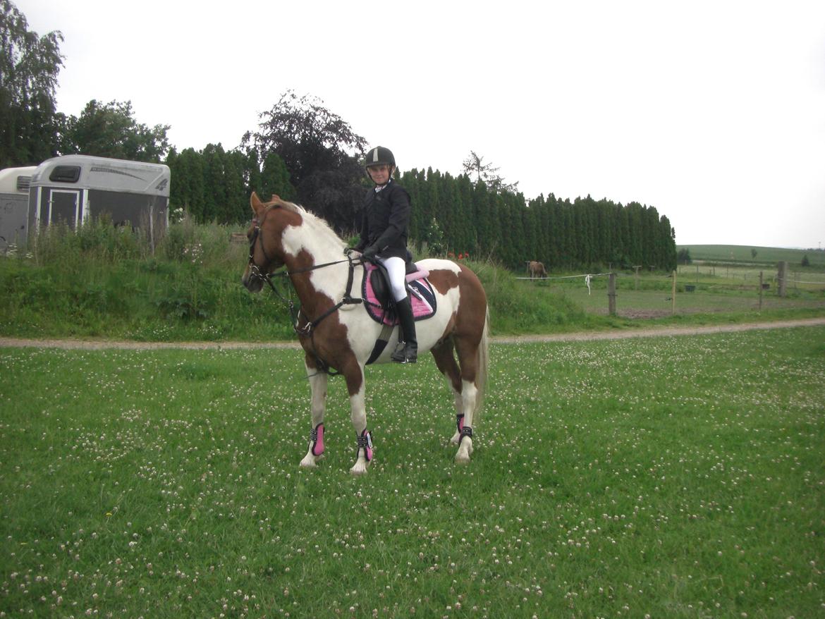 Hollandsk Sportspony Nelly billede 3