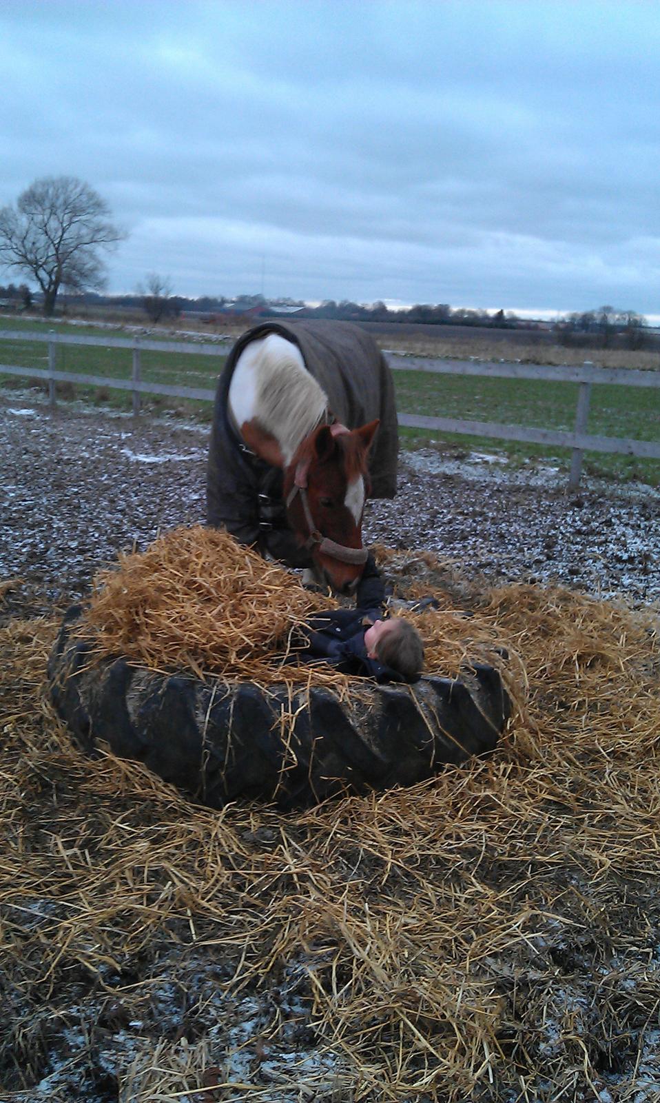 Hollandsk Sportspony Nelly - hej NELLY billede 4