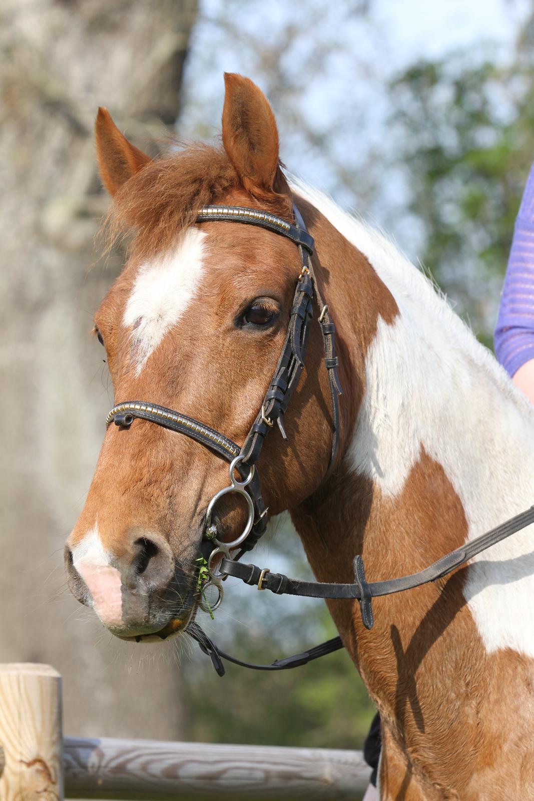 Hollandsk Sportspony Nelly - HEJ billede 5