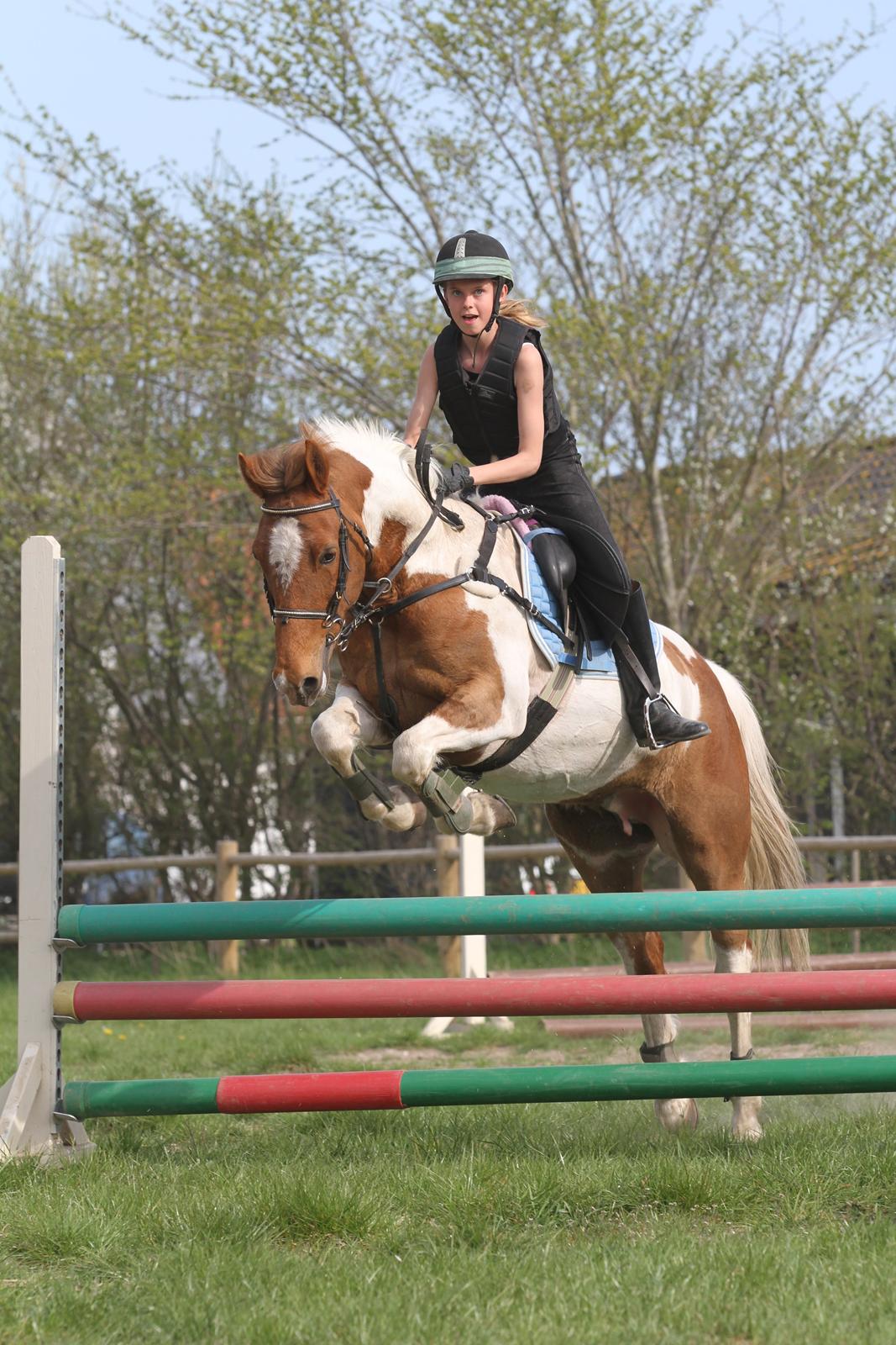 Hollandsk Sportspony Nelly - en to tre og hop billede 7