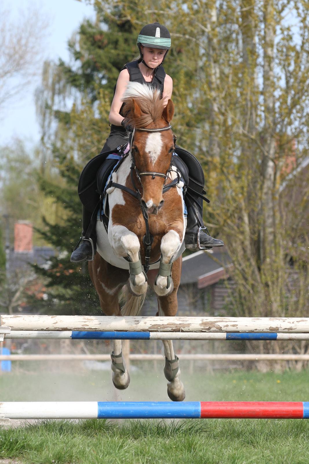 Hollandsk Sportspony Nelly billede 8