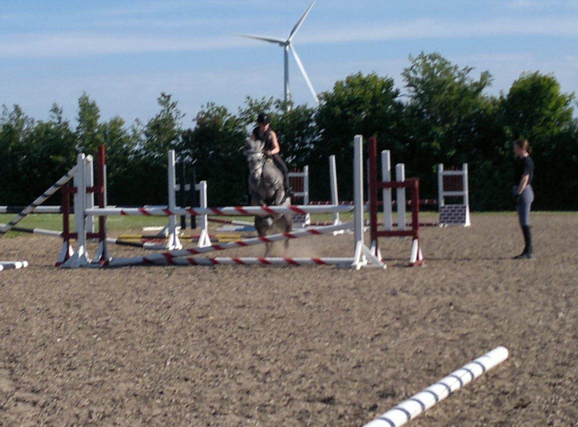 Anden særlig race Sugar - øver højdespring i min klub, aahr. her 92 cm billede 18