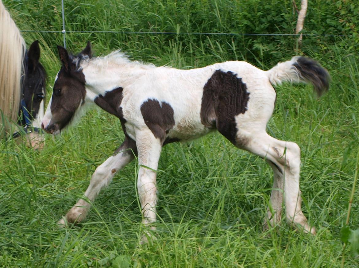 Irish Cob Beer's Mr. Prezident billede 10