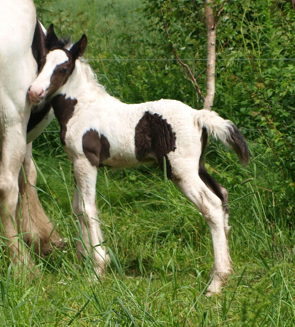 Irish Cob Beer's Mr. Prezident billede 11