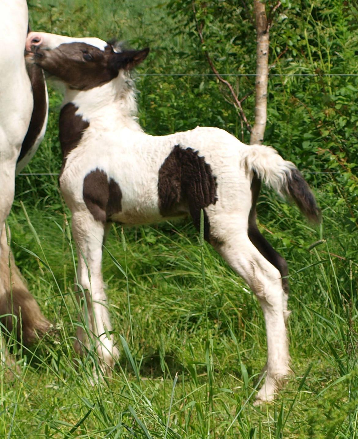 Irish Cob Beer's Mr. Prezident billede 12