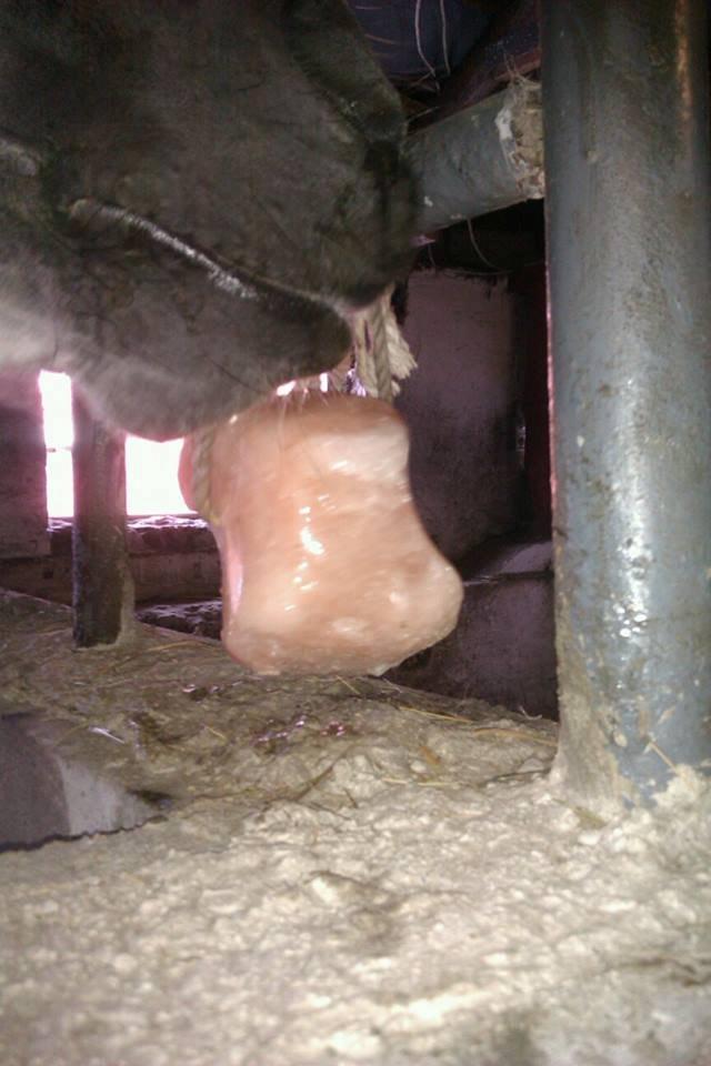 Connemara Camille (Mille) - Mhh salt sten billede 2