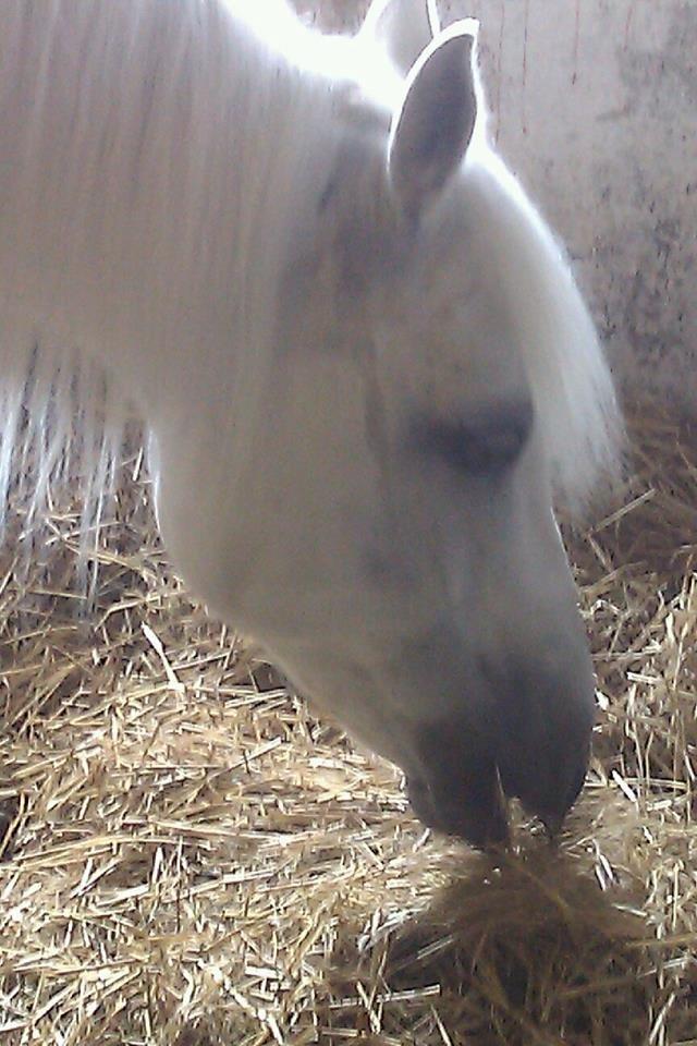 Connemara Camille (Mille) billede 3