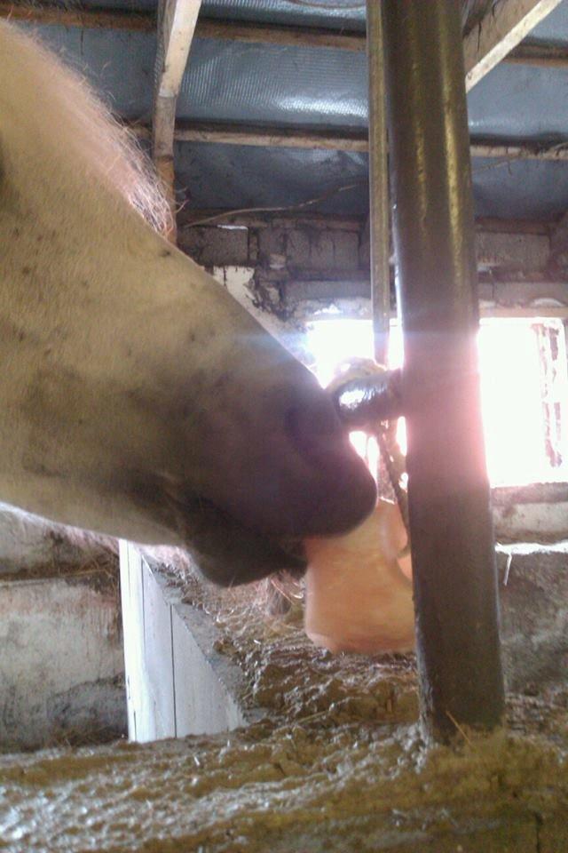 Connemara Camille (Mille) - Mhh salt sten billede 4