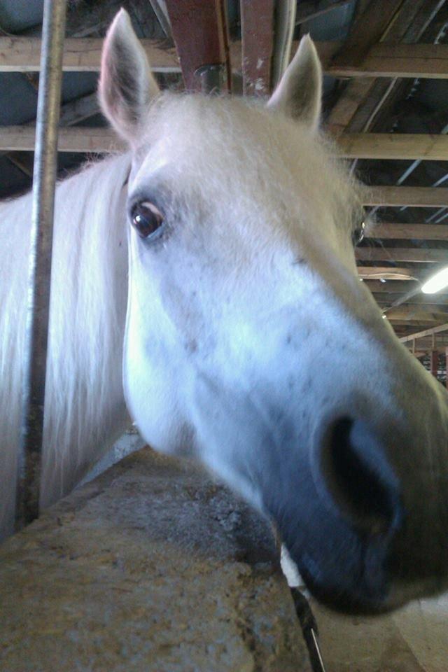 Connemara Camille (Mille) - Velkommen til min profil billede 1