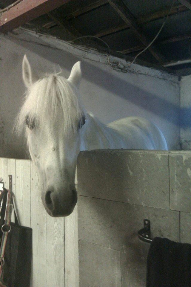 Connemara Camille (Mille) billede 5