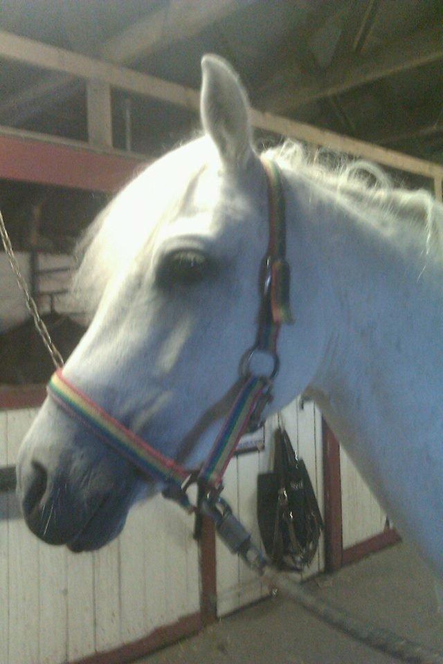 Connemara Camille (Mille) billede 6