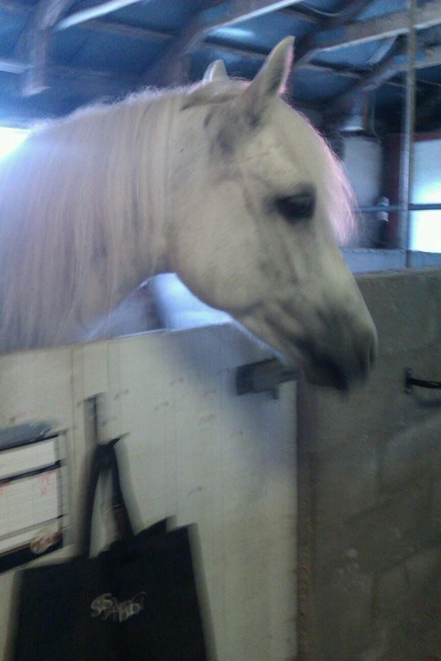 Connemara Camille (Mille) billede 7