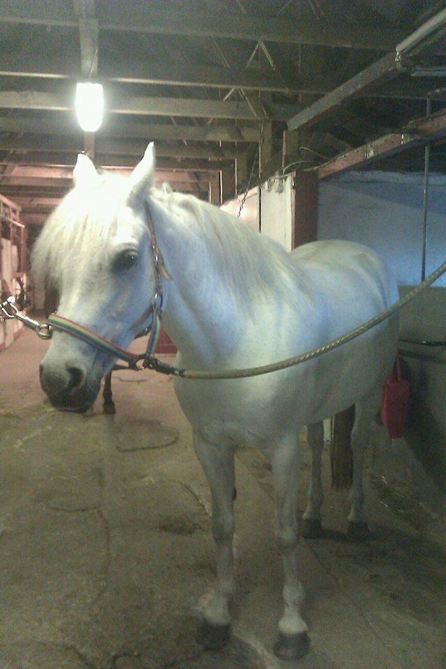 Connemara Camille (Mille) billede 8