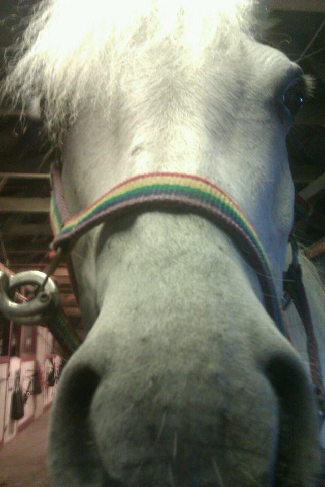 Connemara Camille (Mille) billede 9