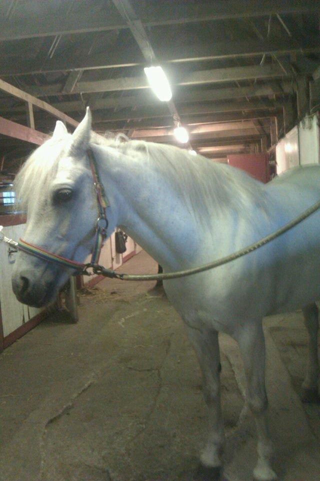 Connemara Camille (Mille) billede 10