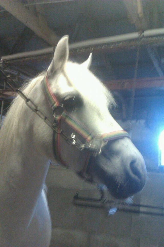 Connemara Camille (Mille) billede 11