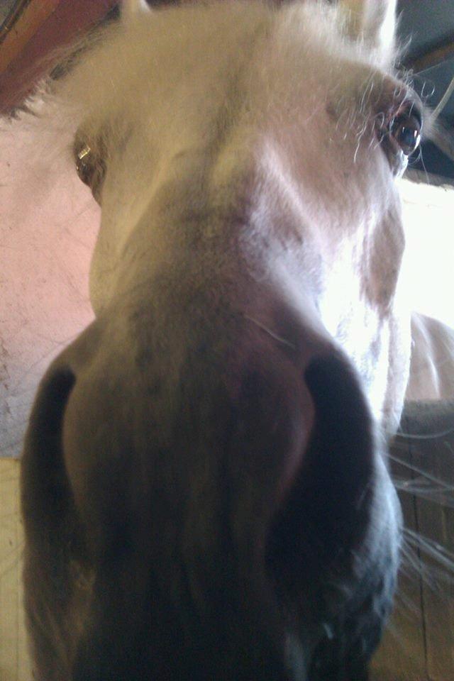 Connemara Camille (Mille) - Havde du ikke nogle godbidder til mig billede 12