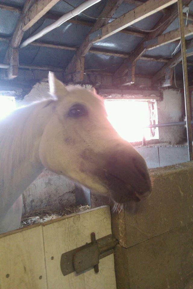 Connemara Camille (Mille) - Uhh det klør billede 14