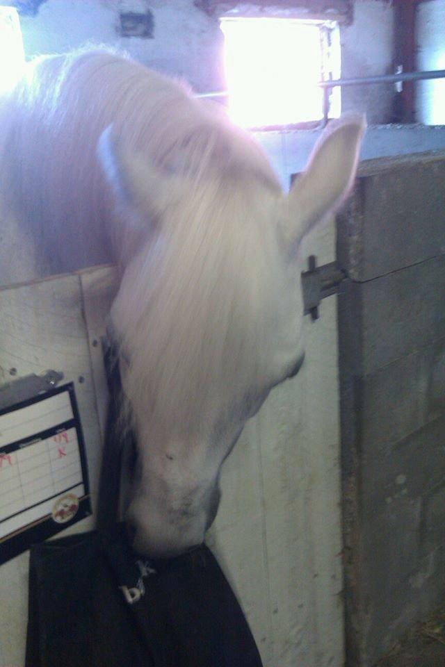 Connemara Camille (Mille) - Er der godbidder her nede i? billede 13