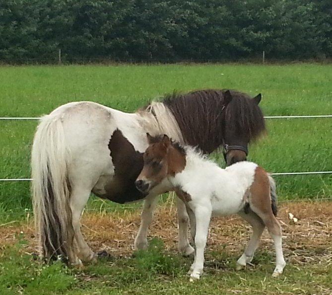 Dansk Miniature Sønderhedens Final Z - 24.06.2013 billede 2