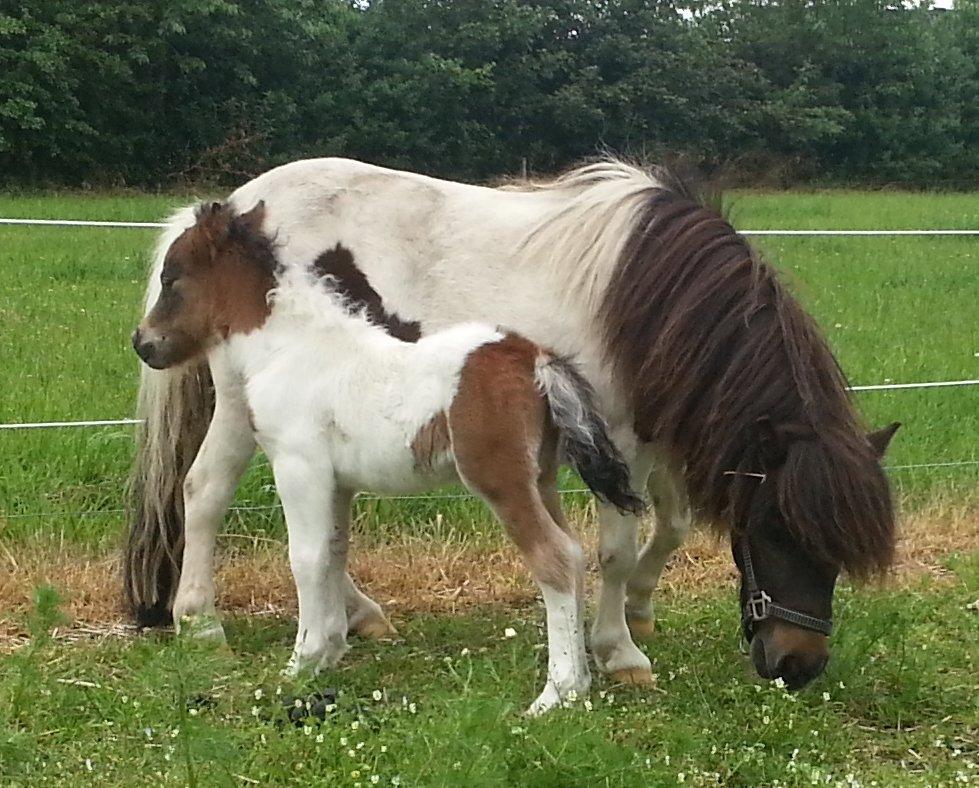 Dansk Miniature Sønderhedens Final Z - 24.06.2013 billede 3