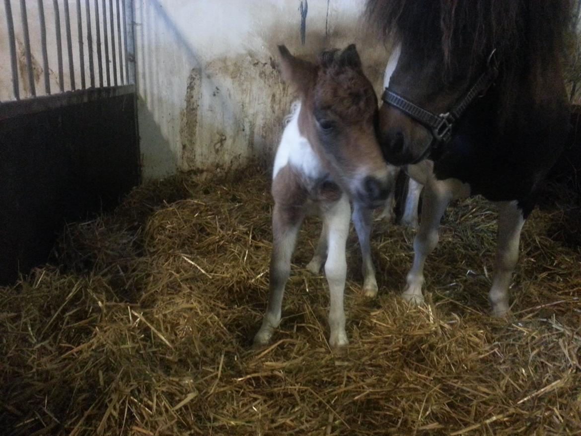 Dansk Miniature Sønderhedens Final Z - 20.06.2013 billede 5