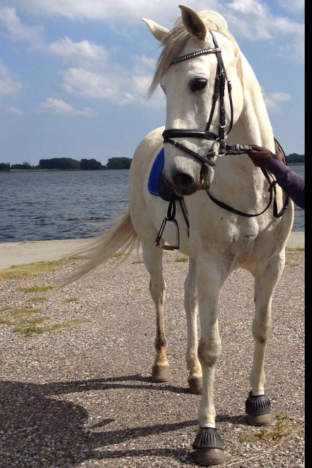 Lusitano Vento - En tur ned til molen billede 7