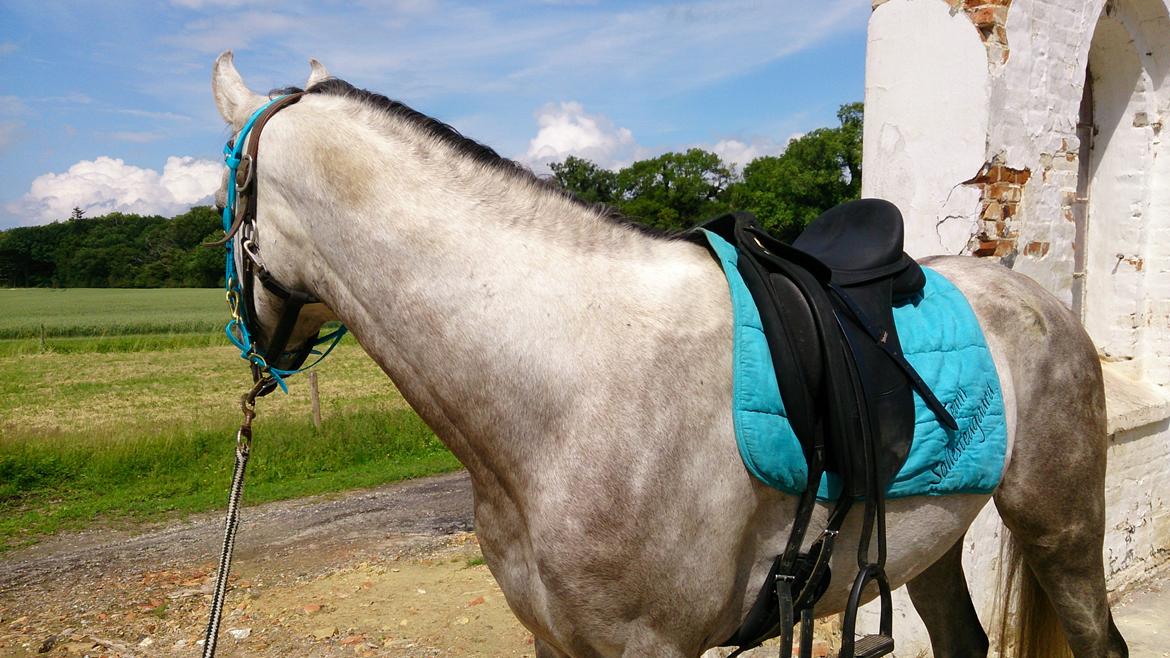 Arabisk fuldblod (OX) Talib Al-Bait (R.I.P) billede 13