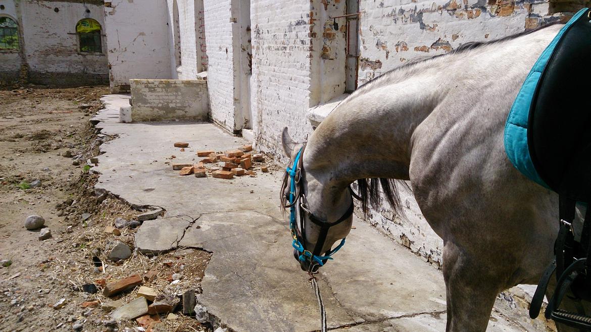 Arabisk fuldblod (OX) Talib Al-Bait (R.I.P) billede 14