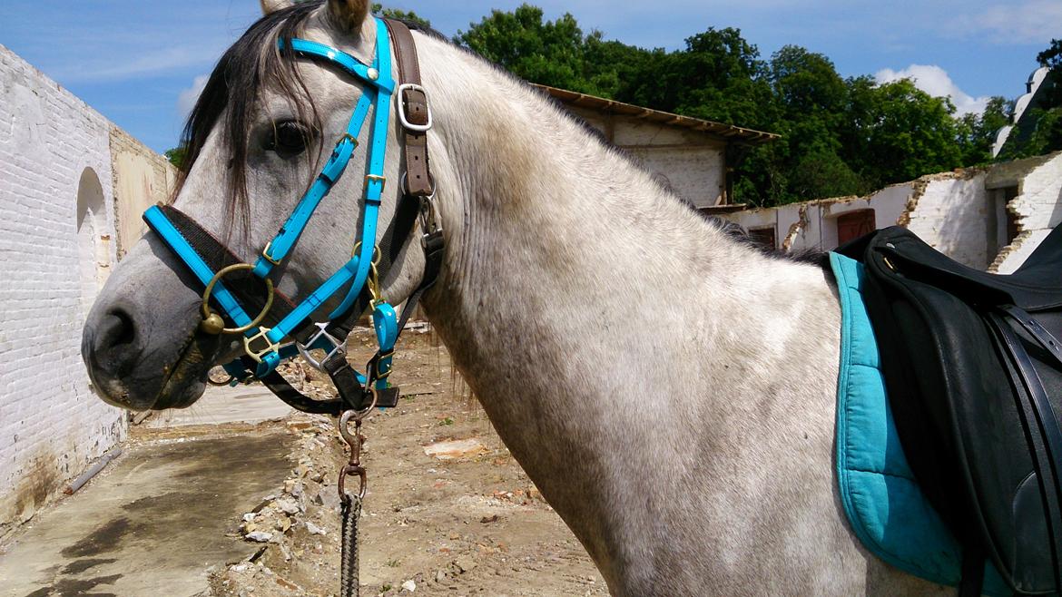 Arabisk fuldblod (OX) Talib Al-Bait (R.I.P) billede 15