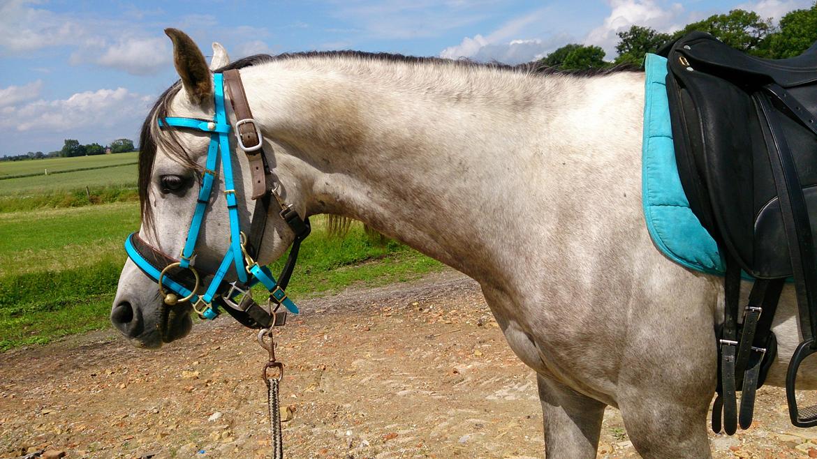 Arabisk fuldblod (OX) Talib Al-Bait (R.I.P) billede 16