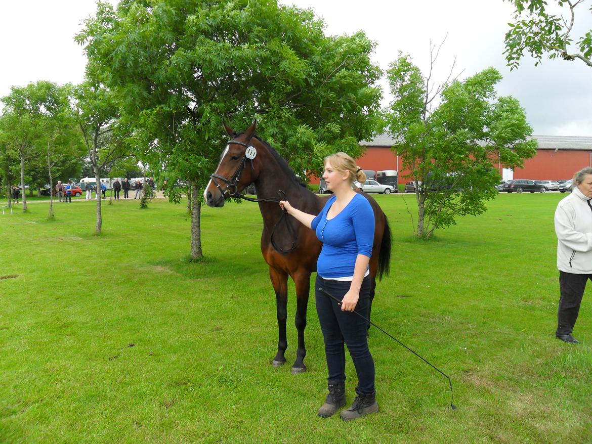Anden særlig race Åbygårds Belchitana - Kåring Ikast
 billede 2
