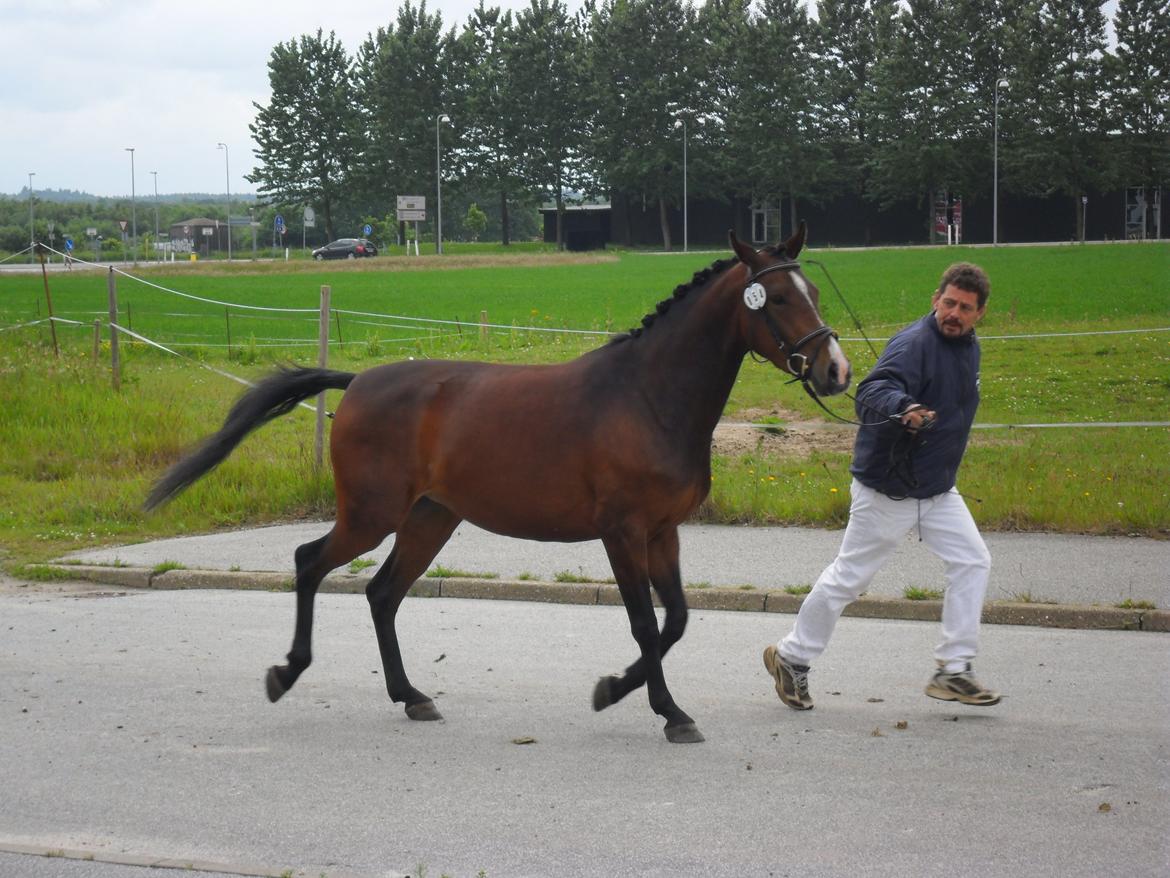Anden særlig race Åbygårds Belchitana - Fastbund billede 3