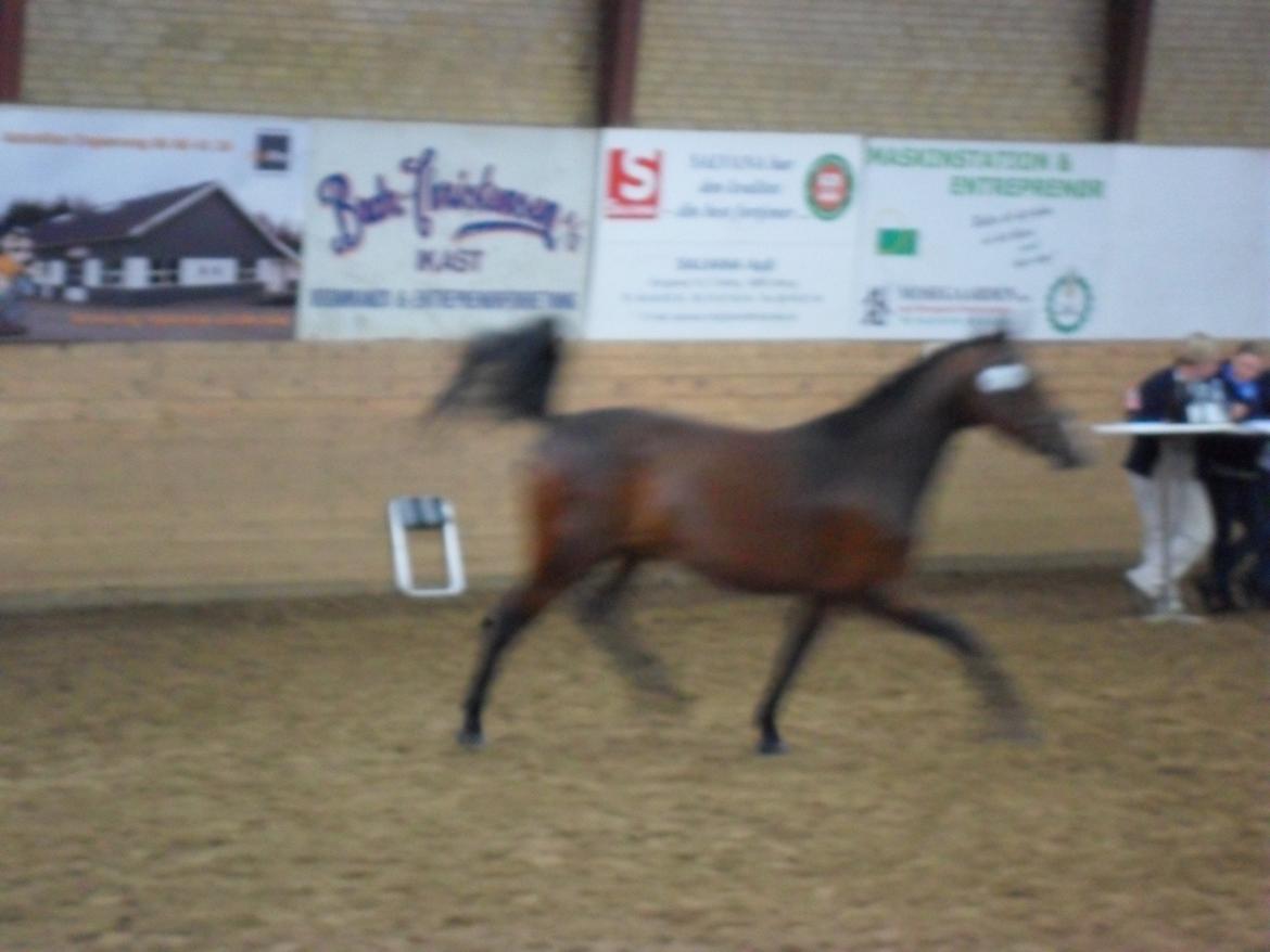 Anden særlig race Åbygårds Belchitana billede 9