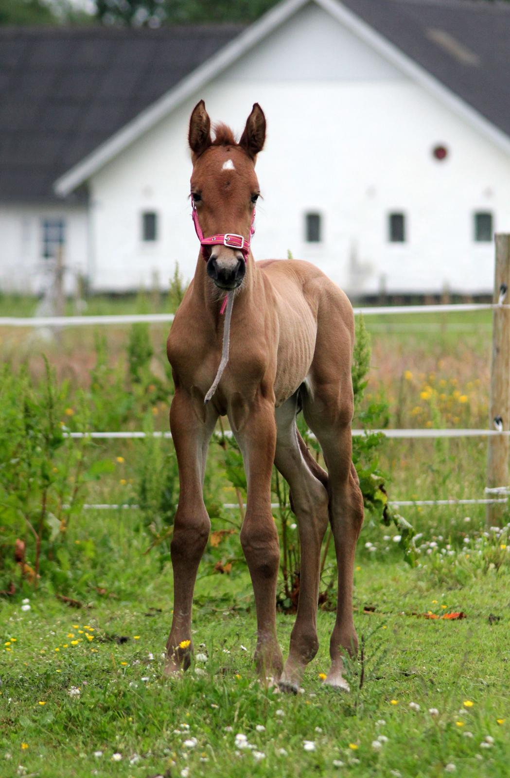 Dansk Varmblod Angel of music (SOLGT) *For evigt elsket <3* - Min engle basse billede 47