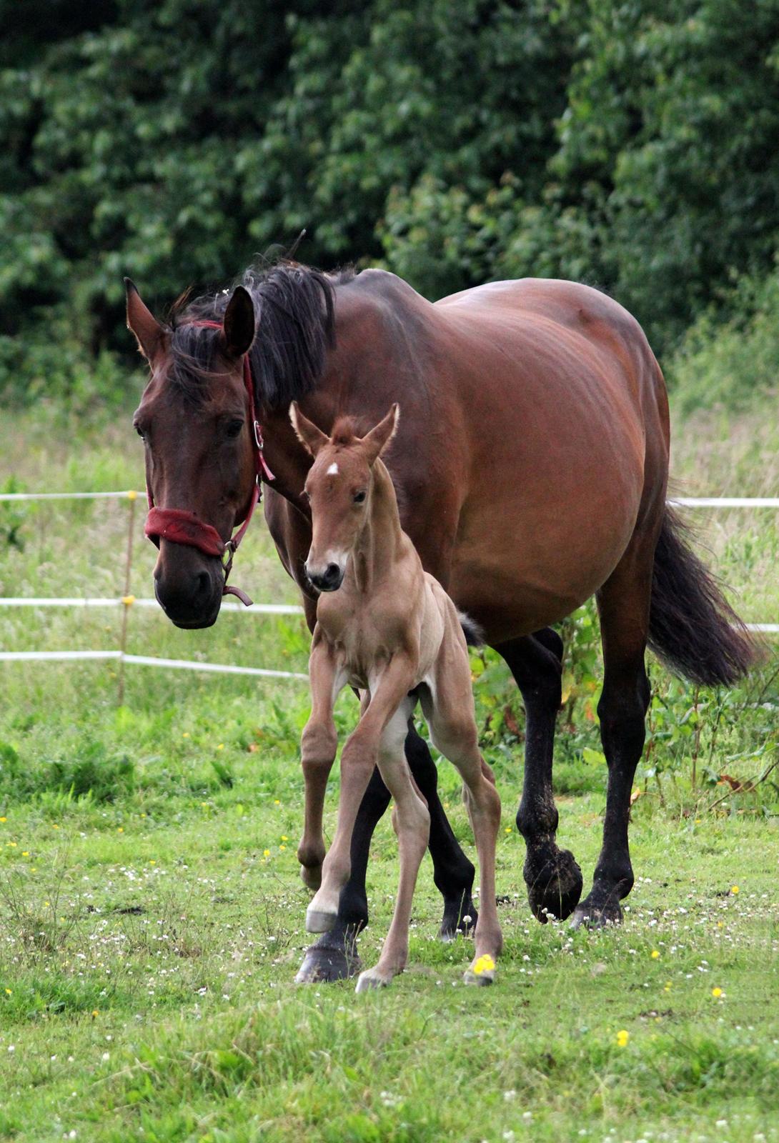 Dansk Varmblod Angel of music (SOLGT) *For evigt elsket <3* - " Kom nu mor" billede 48