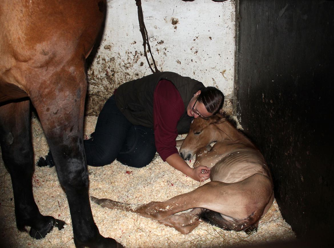 Dansk Varmblod Angel of music (SOLGT) *For evigt elsket <3* - Lige blevet tør efter en time billede 49