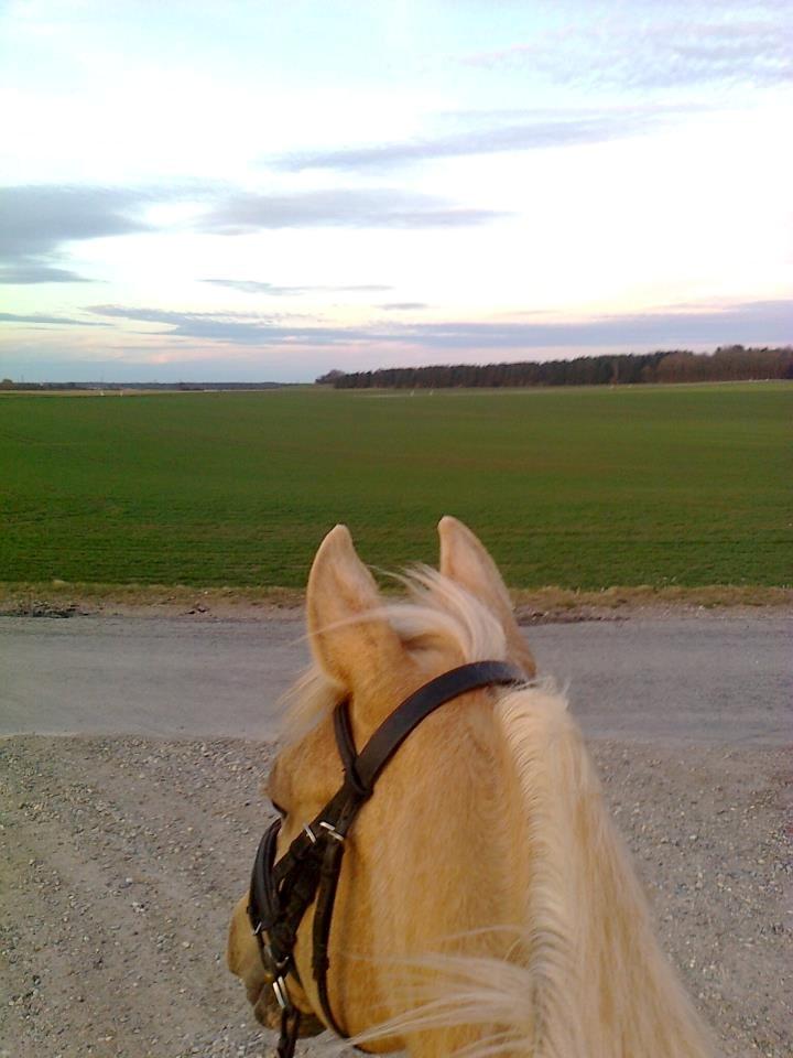 Palomino Atomic - Aftentur med kig udover markerne! billede 5