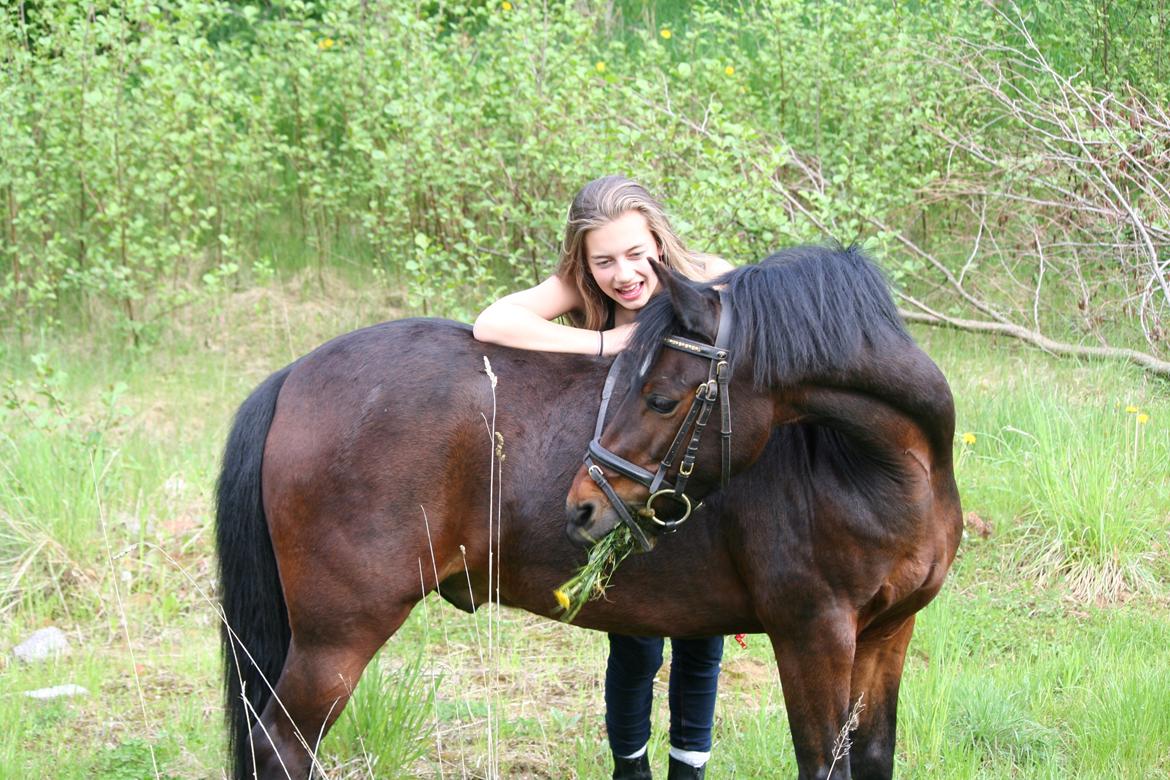 Welsh Pony (sec B) Korreborg's Sonny Boy " SOLGT" :( - Jeg savner dig.. jeg tænker på dig.. du vil altid forblive i mit hjerte.. billede 1