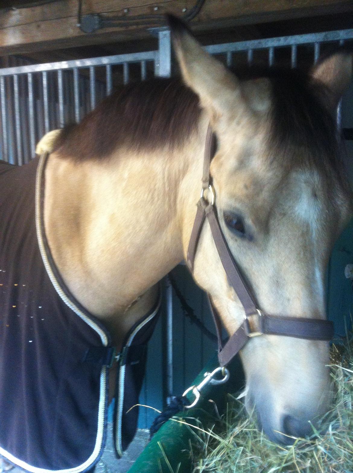 New Forest Lopik's Aiko - Søde ponze <3  billede 18