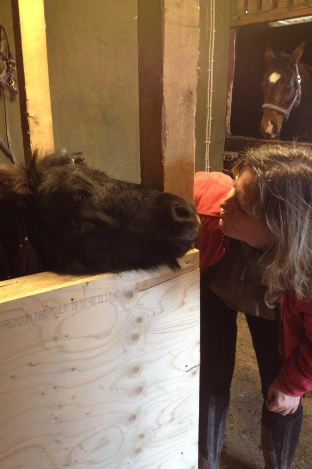 Shetlænder Molly billede 14