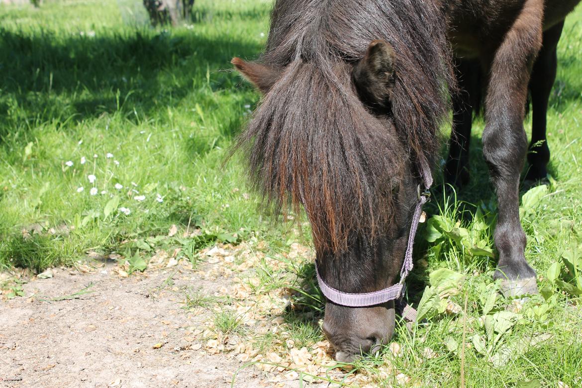 Shetlænder Molly billede 5