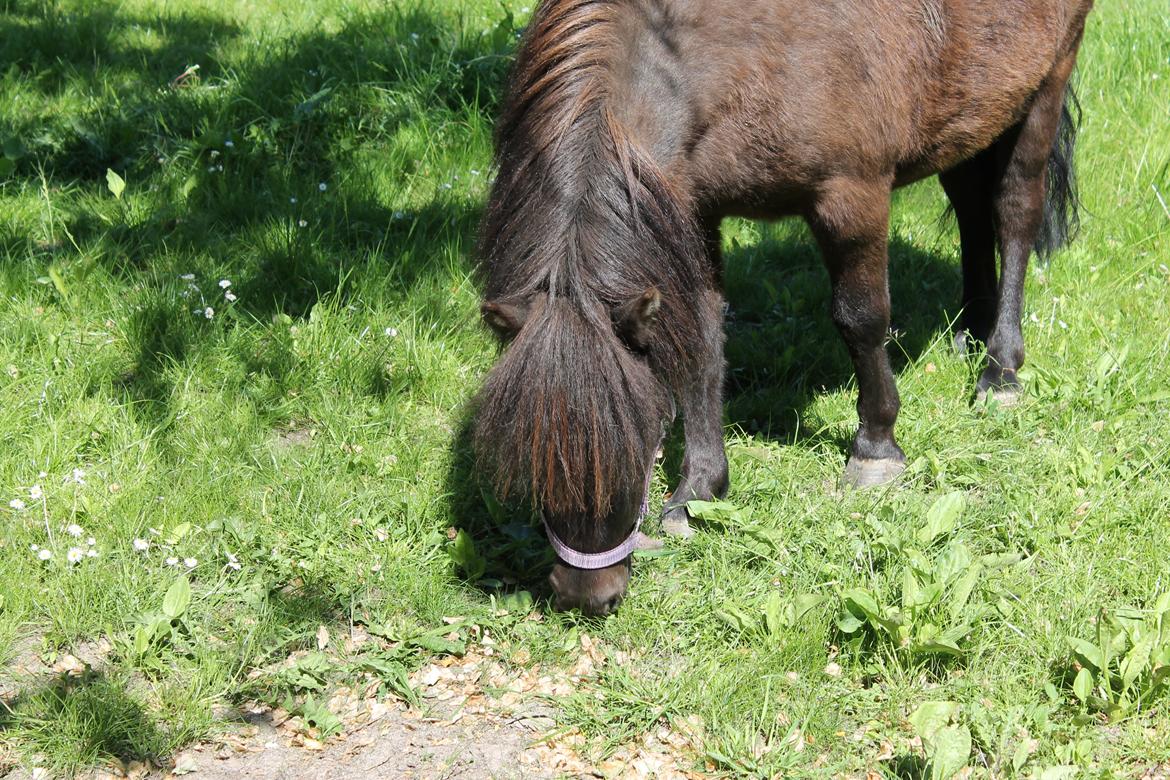Shetlænder Molly billede 3