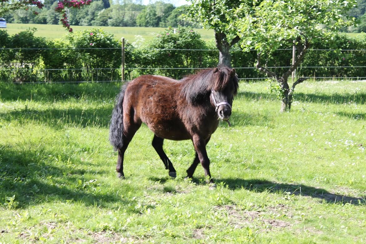 Shetlænder Molly - Velkommen til Mollys profil <3 billede 1
