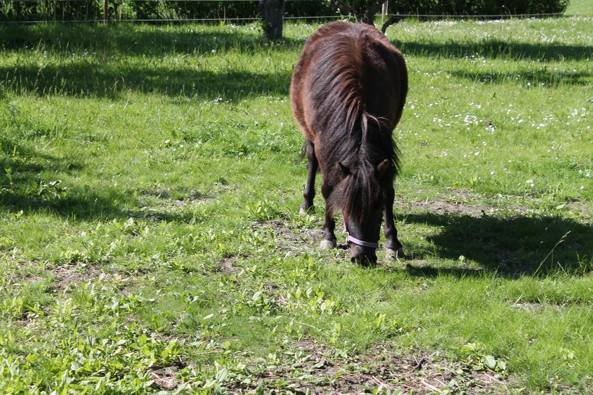 Shetlænder Molly billede 8
