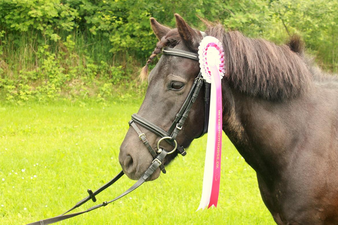 Anden særlig race Iceman - Iceman med hans første roset fra Intershowhorse. billede 11