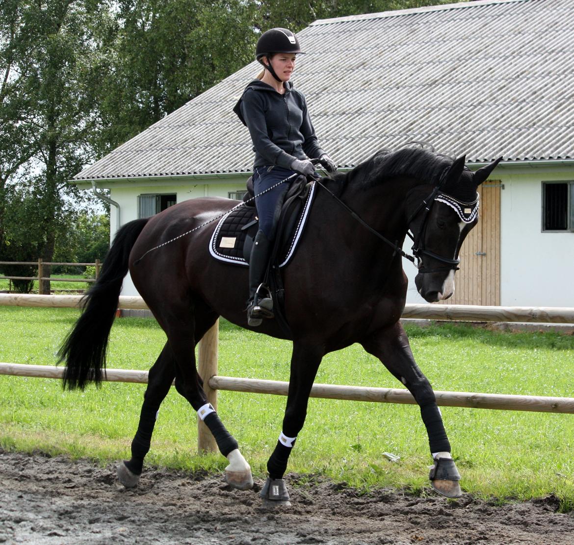 Hannoveraner Amando 29 - Dressur d. 24. juni 2013 billede 18