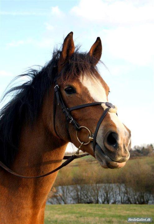 Tysk Sportspony Kong Arthur [Kongen<3] billede 16