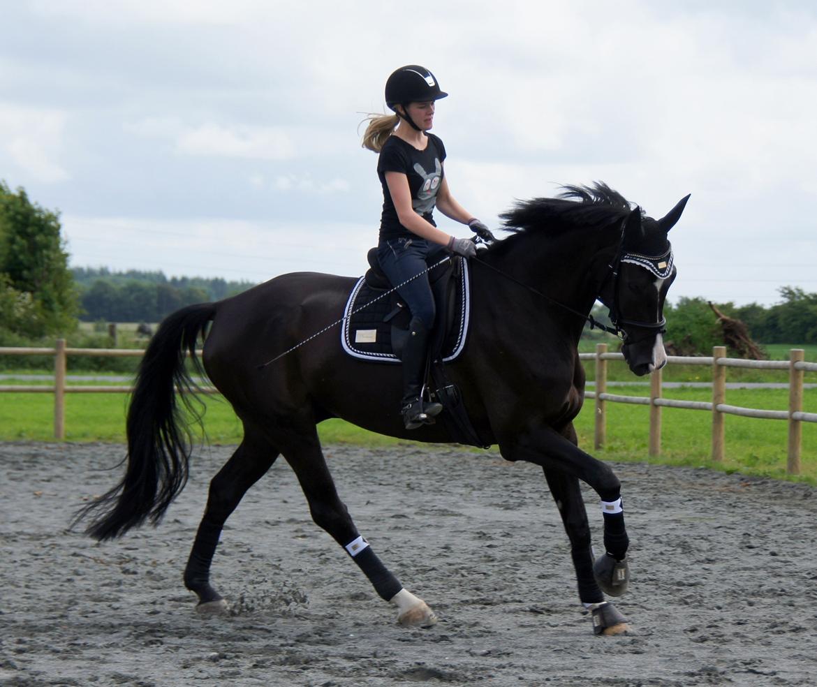 Hannoveraner Amando 29 - Dressur d. 24. juni 2013 billede 14